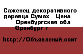 Саженец декоративного деревца Сумах › Цена ­ 200 - Оренбургская обл., Оренбург г.  »    